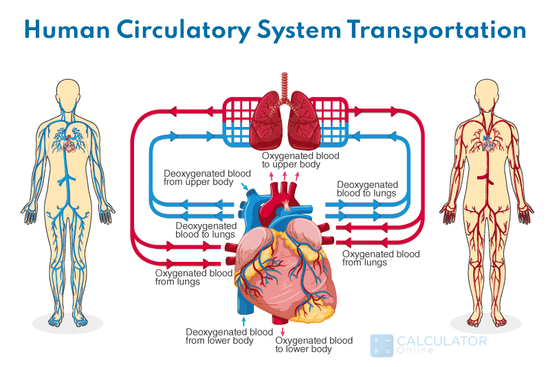 Blood circulatory system